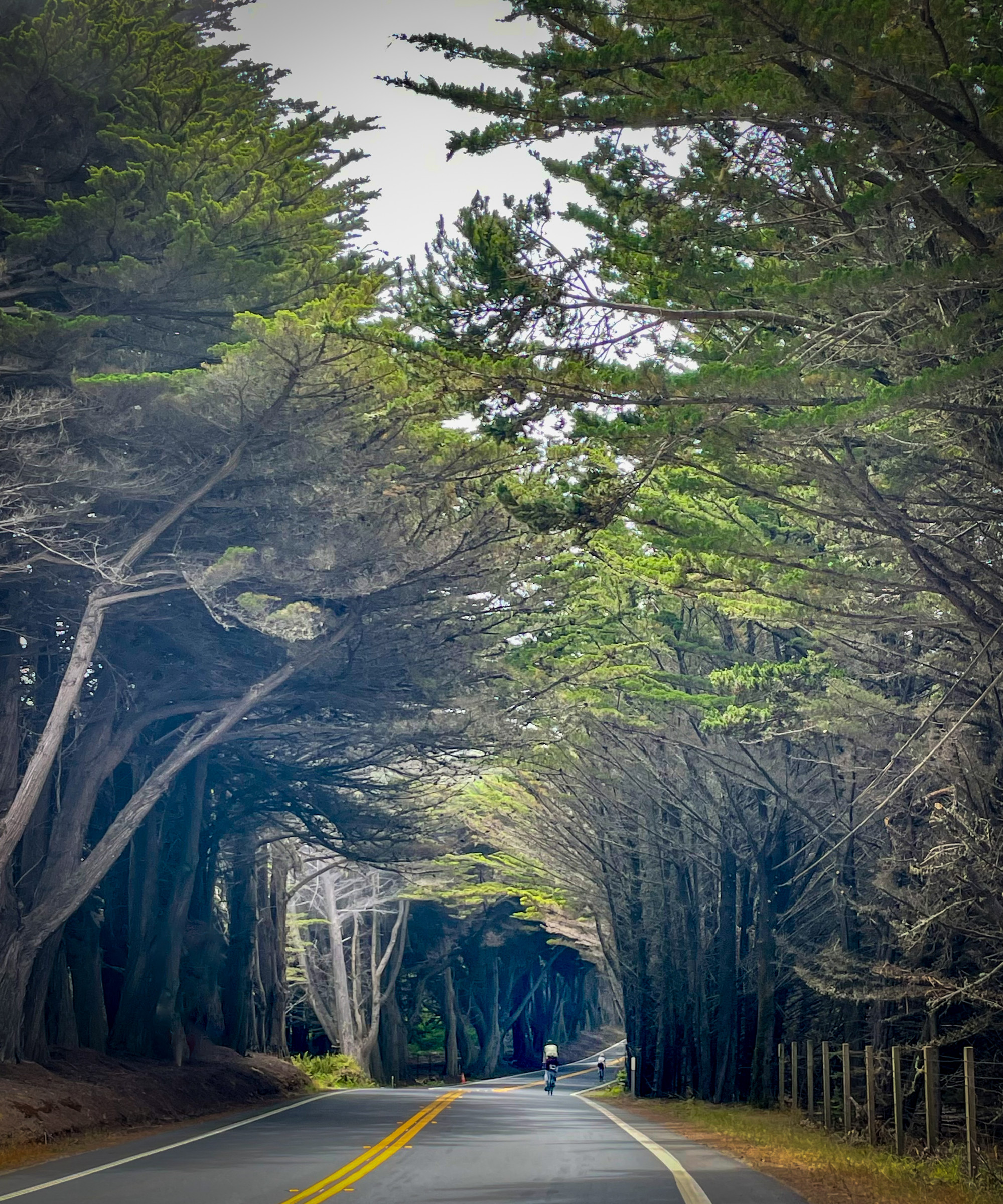 3_Tree tunnel.jpg